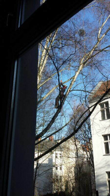 eichhoernchen1_20140225_zg.jpg
