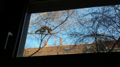 eichhoernchen2_20140225_zg.jpg