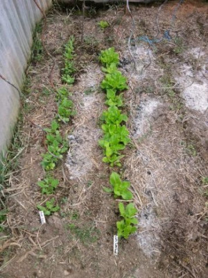 Salat_Gewachshaus.jpg