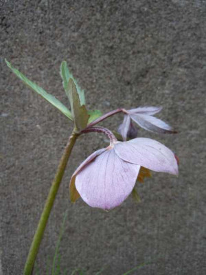 helleboren_simon_03_2014_009.JPG