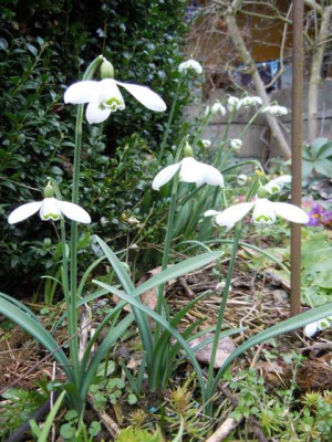 galanthus__s_arnott_kkkkkkk.JPG