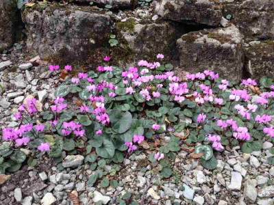 Cyclamen_coum_J_2014_1000x1000_80KB.jpg