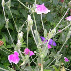 Lychnis_chalzedonica_occul._bei_Regenwetter.jpg