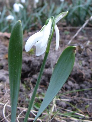G.gracilis-extra-Petalen.jpg