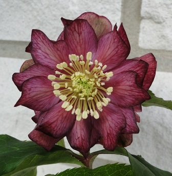 Helleborus_30.1.2014_011.JPG