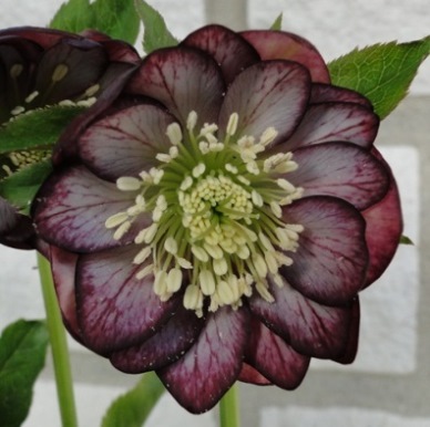 Helleborus_30.1.2014_013.JPG