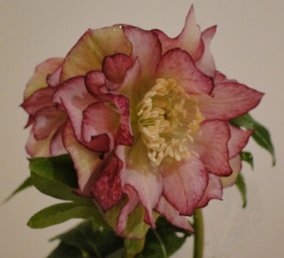 Helleborus_22.1.14_004.JPG