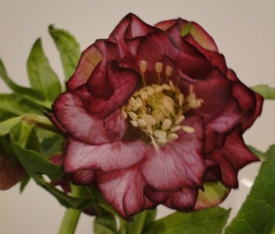 Helleborus_22.1.14_009.JPG