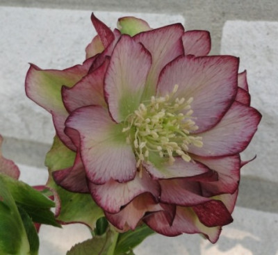Helleborus_30.1.2014_006.JPG