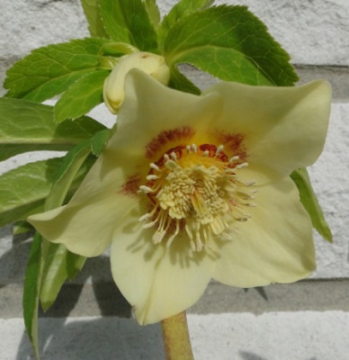Helleborus_021.JPG