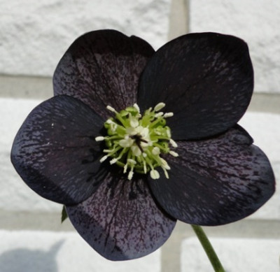 Helleborus_022.JPG