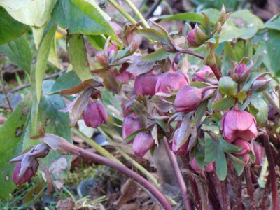 helle_und_dunkle_borus_020314_018.JPG