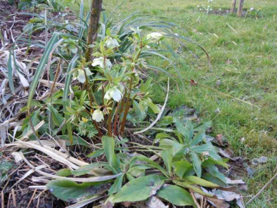 helle_und_dunkle_borus_020314_017.JPG
