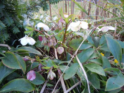 helle_und_dunkle_borus_020314_020.JPG