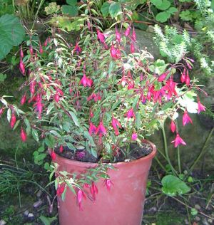 Fuchsie_mag._Pumila_1.jpg