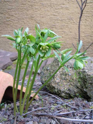 helle_und_dunkle_borus_020314_022.JPG
