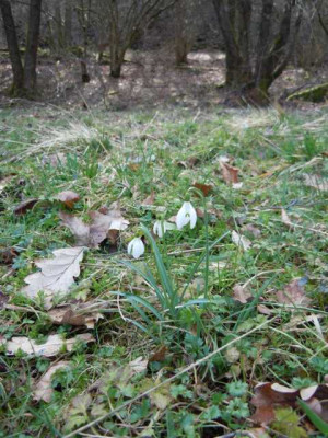 helle_und_dunkle_borus_020314_013.JPG