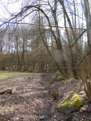 helle_und_dunkle_borus_020314_011.JPG