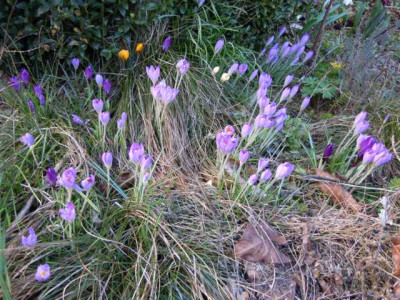 helle_und_dunkle_borus_020314_014.JPG