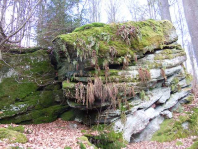 helle_und_dunkle_borus_020314_004.JPG