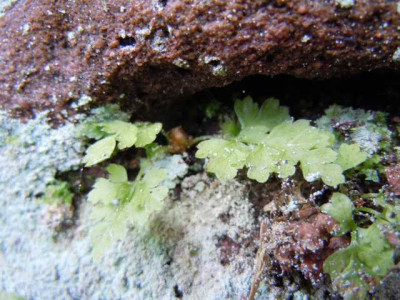 helle_und_dunkle_borus_020314_006.JPG