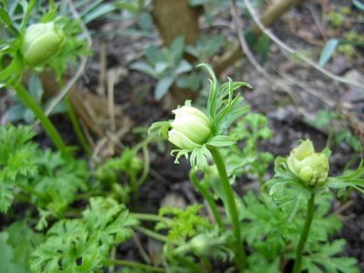SS853675_a.coronaria_k.jpg