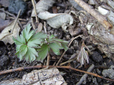 SS853676_a.nemorosa_k.jpg