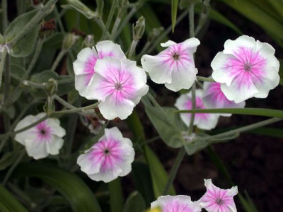Lychnis_coronaria_weissrosa_A002.jpg