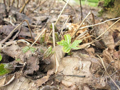 Geranium__nodosum_Kopie.jpg