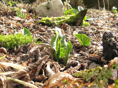 Arum_italicum_Kopie.jpg