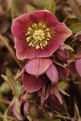 Helleborus_atrorubens_o._croaticus_20140302_1.jpg