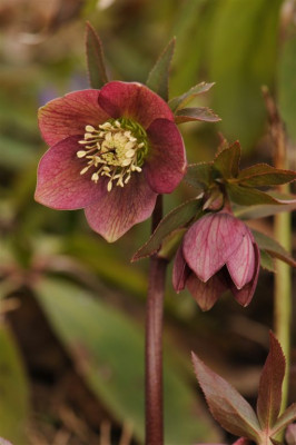 Helleborus_atrorubens_o._croaticus_20140302_3.jpg