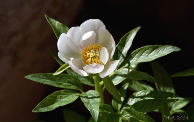 Paenia_cambessedesii_f._alba_14-03-02.jpg