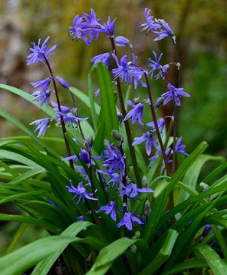 Scilla_cilicica.jpg