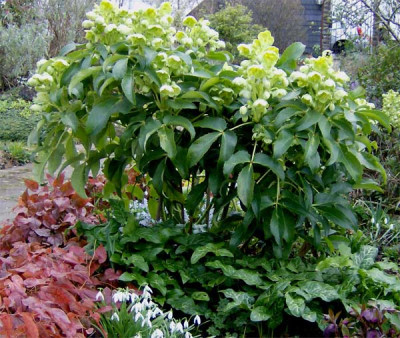 helleborus-argutifolius-020.jpg