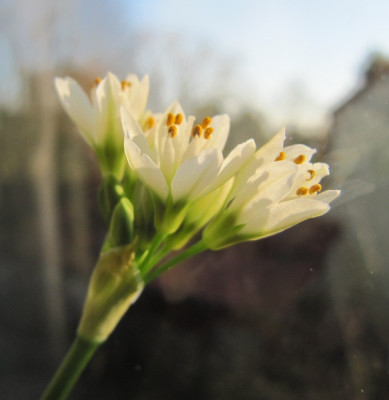 Unbekannt_Blute_140303.jpg