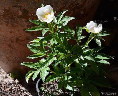 Paenia_cambessedesii_f._alba_2_14-03-02.jpg