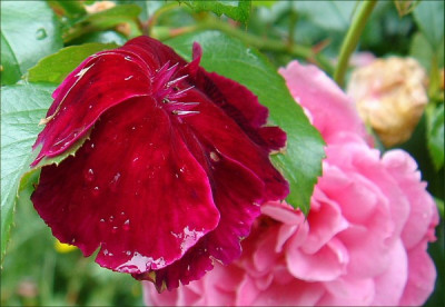 Lychnis_rot.jpg