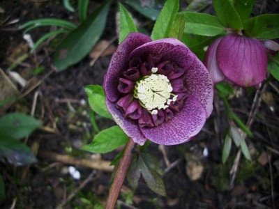 14_gespottete_anemone.jpg