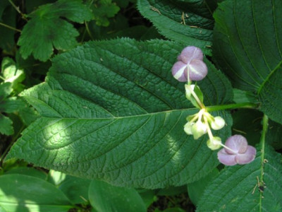 Deinanthe_caerulea_Blatt.jpg