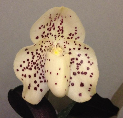 Paphiopedilum_wenshanense_03-2014_900x900_80KB.jpg