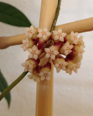 Hoya_callistophylla_03-2014_900x900_80KB.jpg
