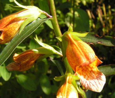 Digitalis_ferruginea.jpg