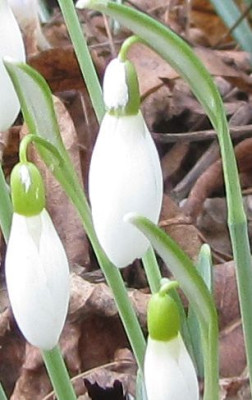 Galanthus-wei.jpg