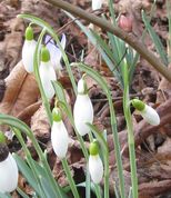 Galanthus-weinormal.jpg