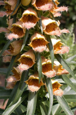 Digitalis_fer2.jpg