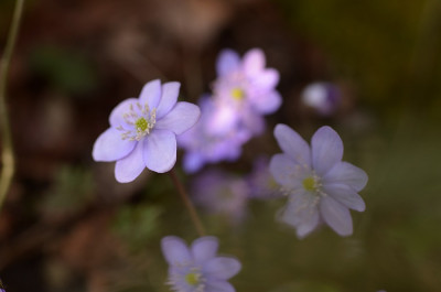 hep_mauve_2014_1.jpg