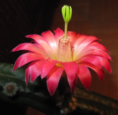 Echinocereus_gentryi__140303.jpg