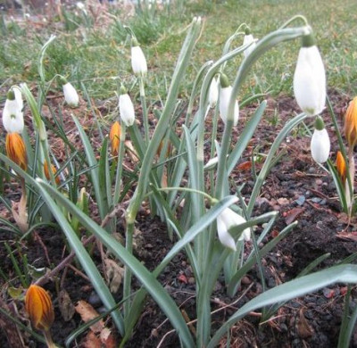 G.viridapice-variationen.jpg