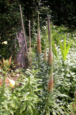 Digitalis_fer1.jpg